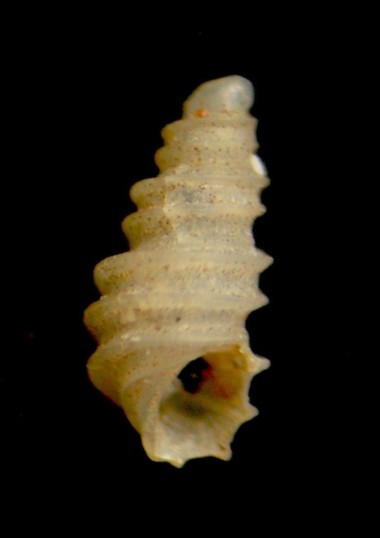 Pseudoscilla bilirata